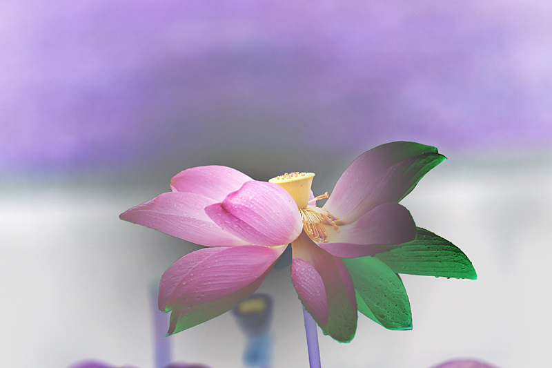 _MG_6072.jpg