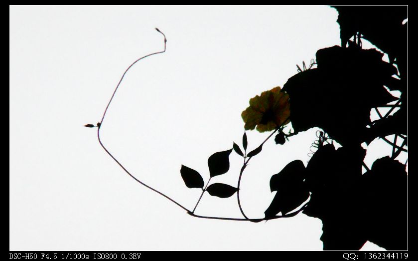 DSC00151.jpg