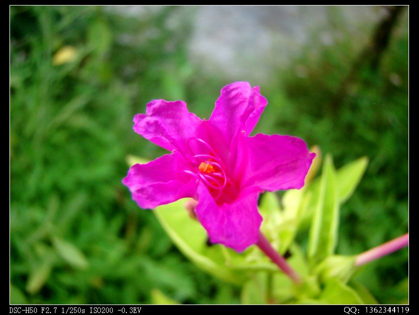 DSC00217.jpg