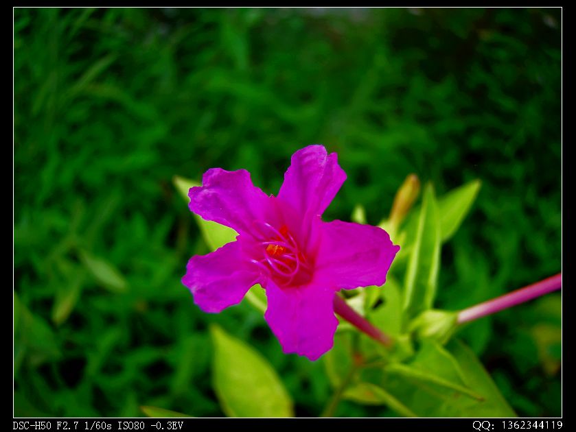 DSC00213.jpg