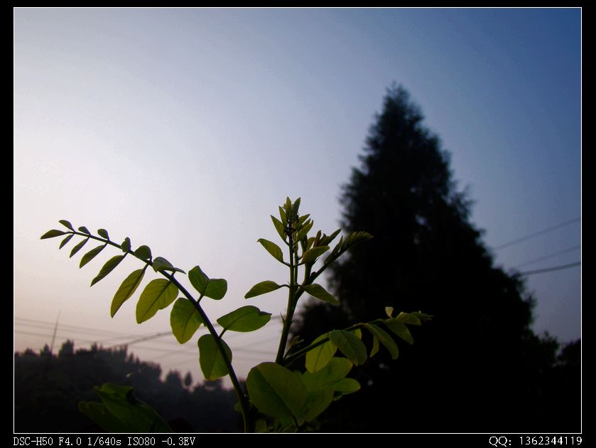 DSC00211.jpg