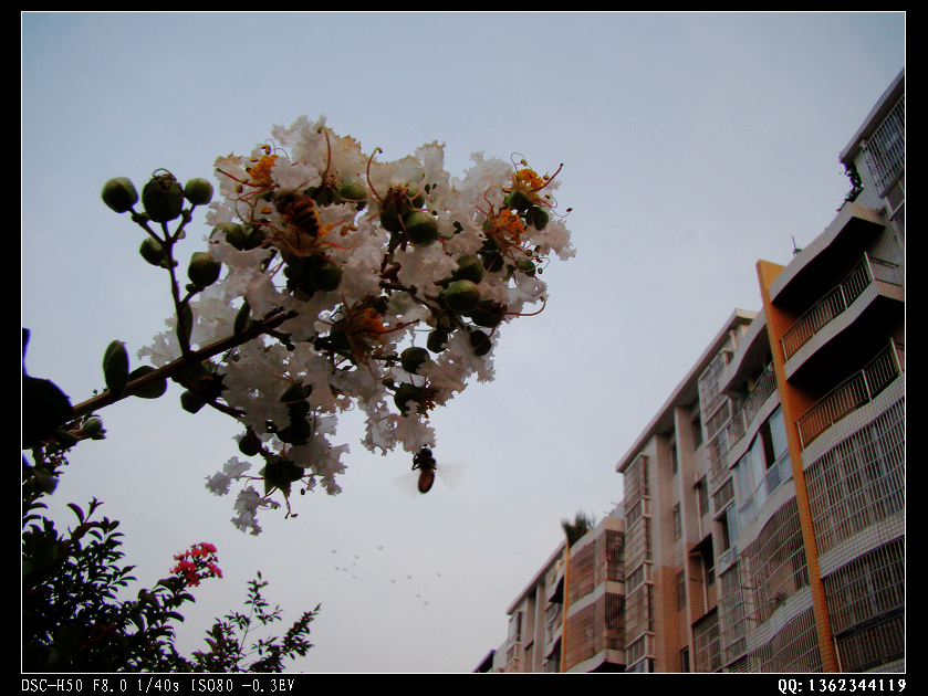 DSC00240.jpg