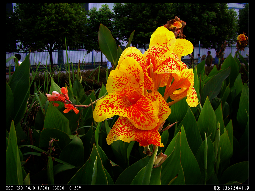 DSC00270.jpg