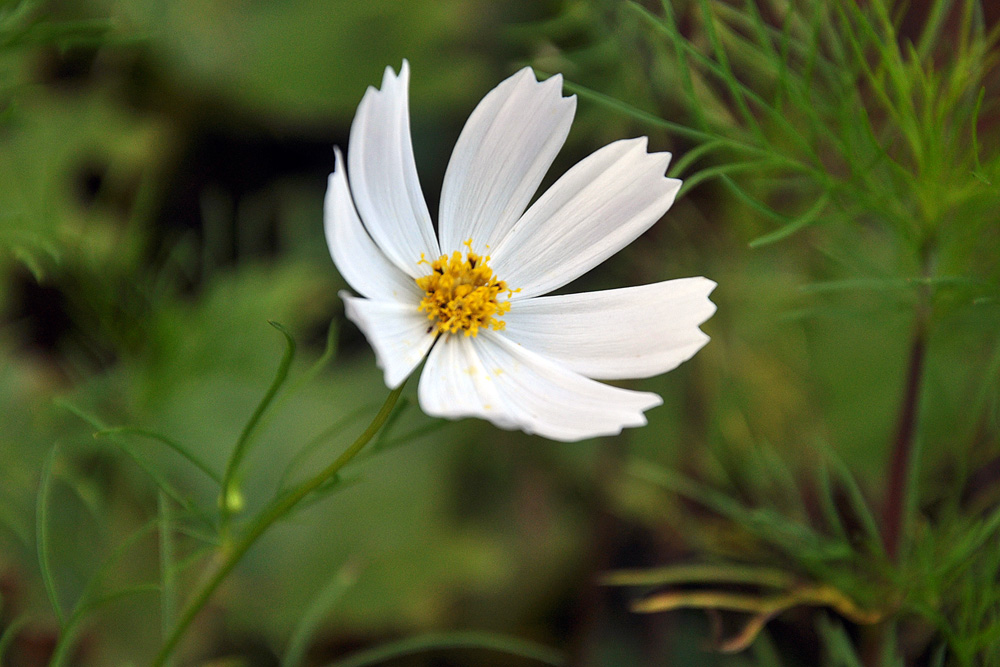 Ƭ 097.jpg