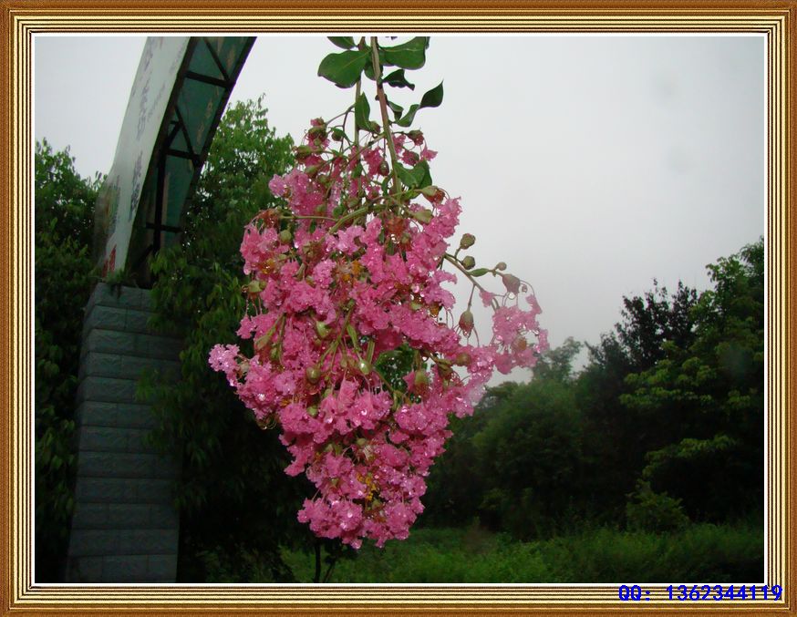 DSC00513.jpg
