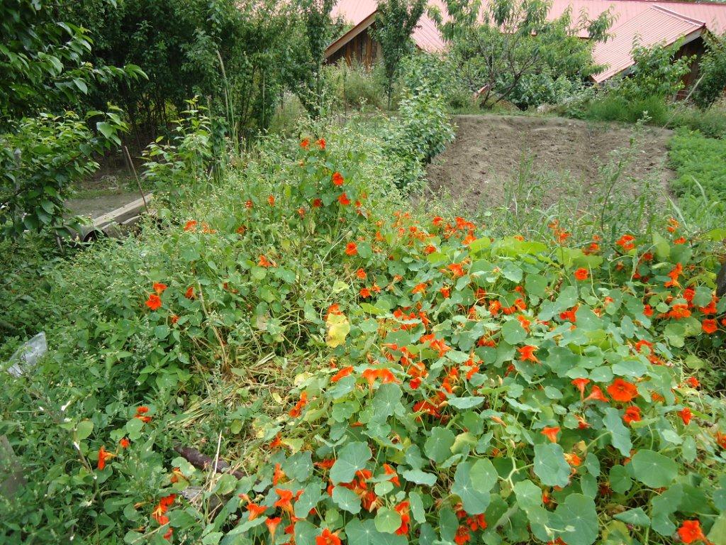 DSC02580.jpg
