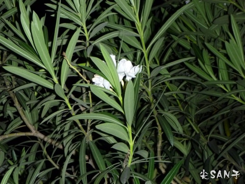 conew_P1000254_conew1.jpg
