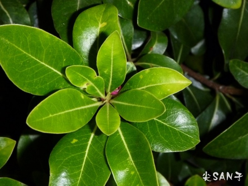 conew_p1000258_conew1.jpg