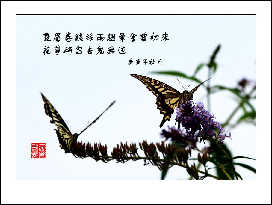IMG_9649xx1.jpg