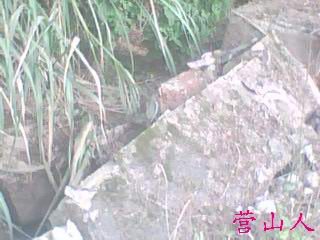 IMG0520A.jpg