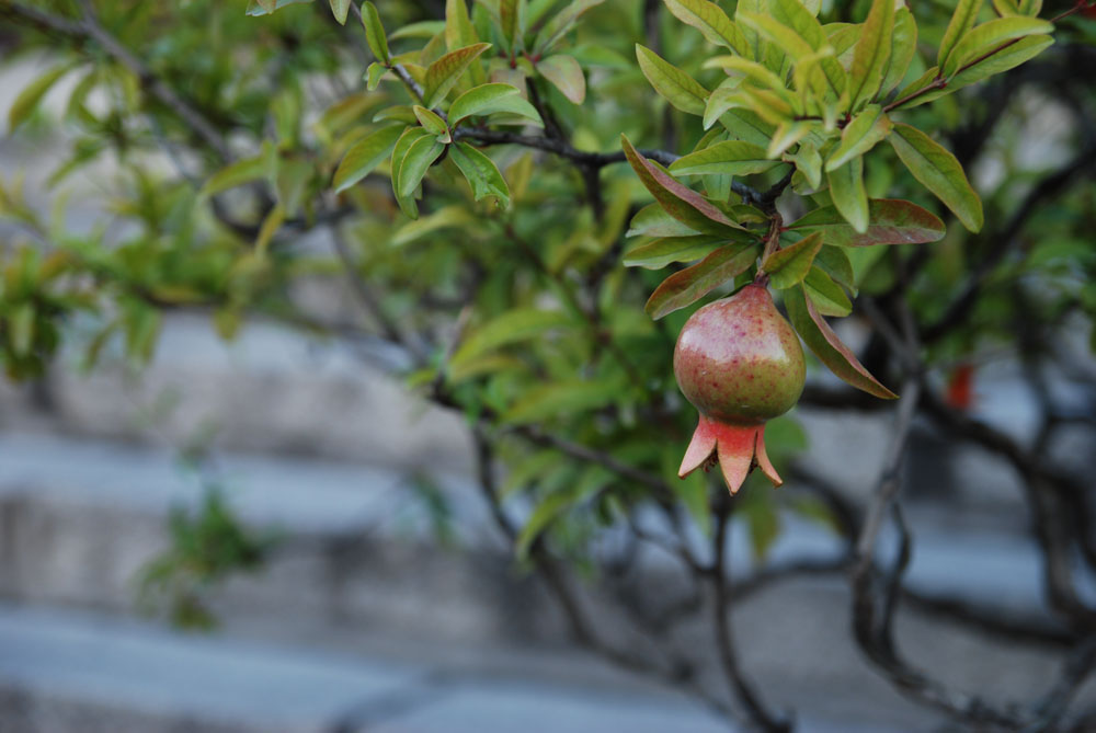 DSC_0116.JPG
