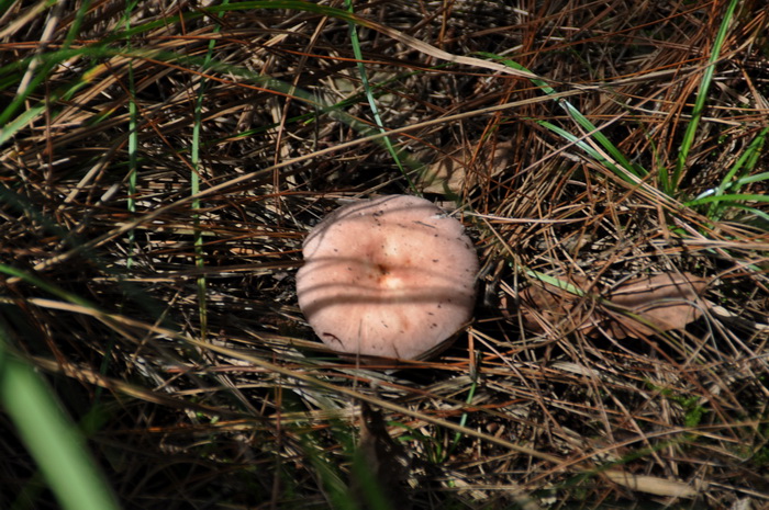 DSC_0072_С.jpg
