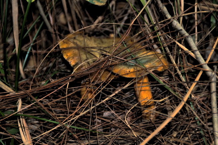 DSC_0205_С.jpg