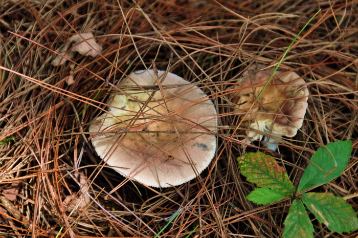 DSC_0127_С.jpg
