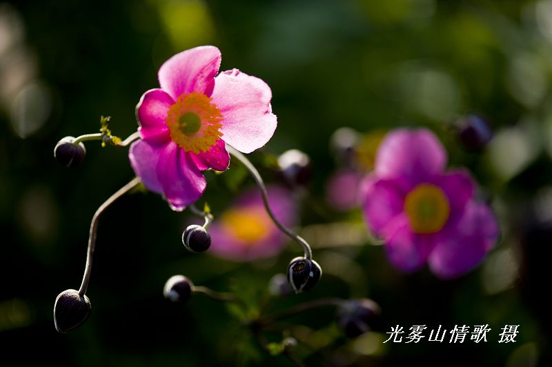 nEO_IMG_Ϫ073.jpg
