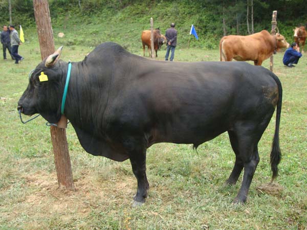 ڹţ.jpg