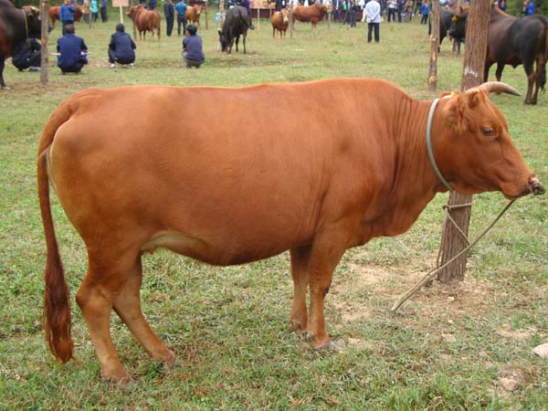 ĸţ