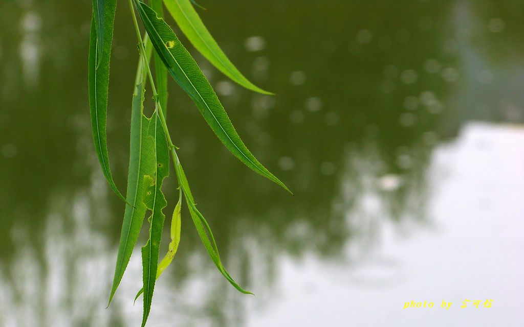 100_1245.JPG