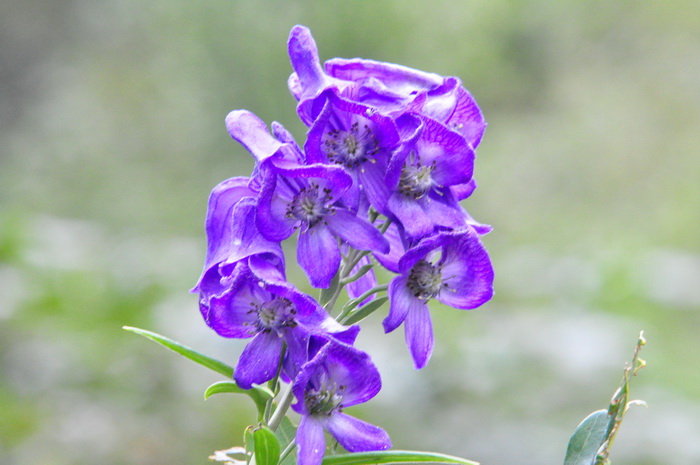 DSC_0218_С.jpg