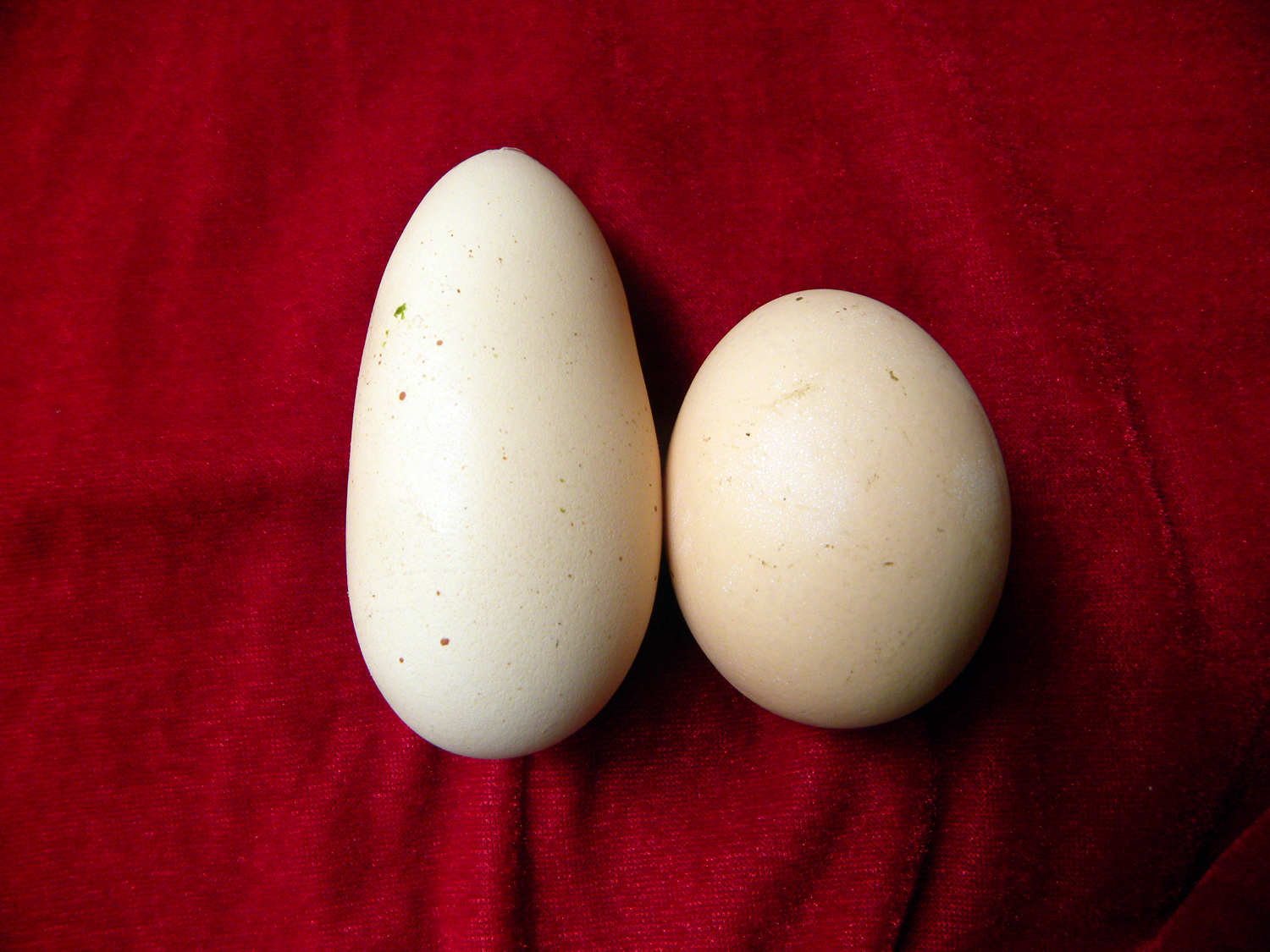 DSCN8735.JPG