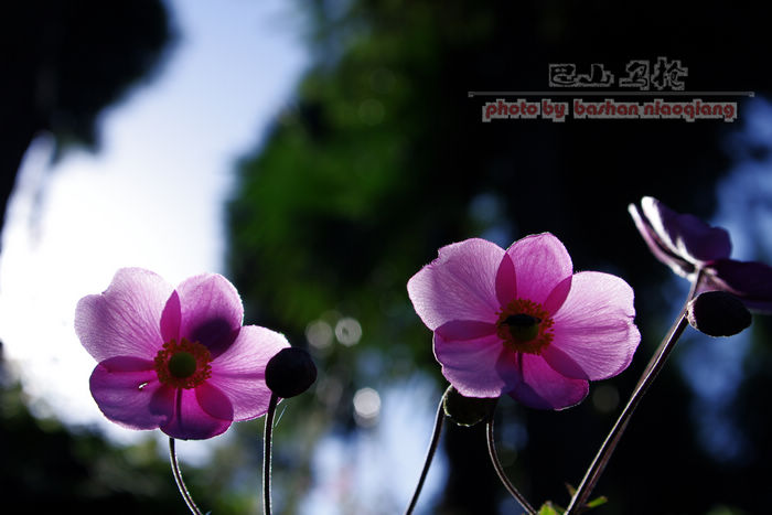IMGP5404.jpg