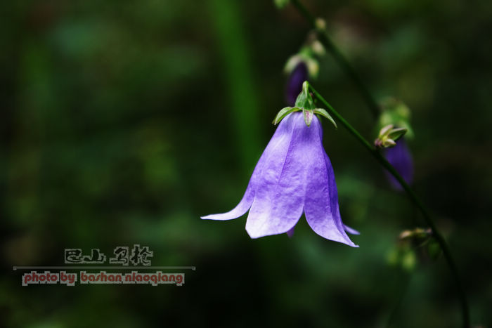 IMGP5580.jpg