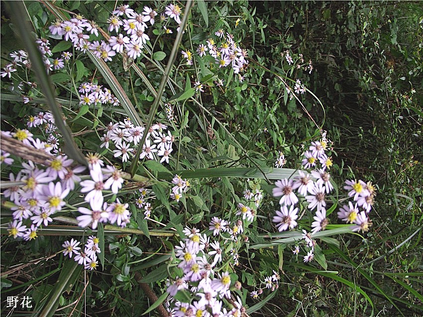 DSCF9285__conew1.jpg