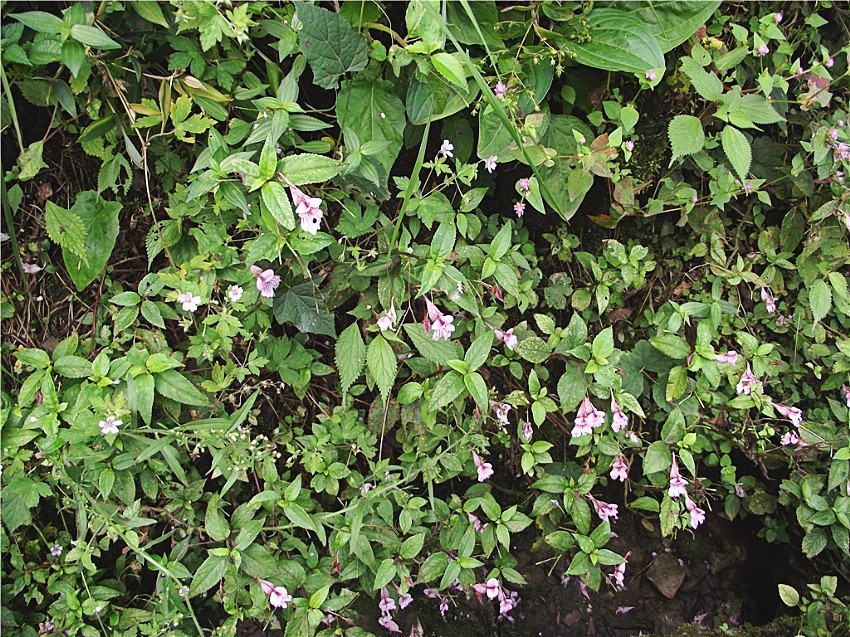 DSCF9302__conew1.jpg