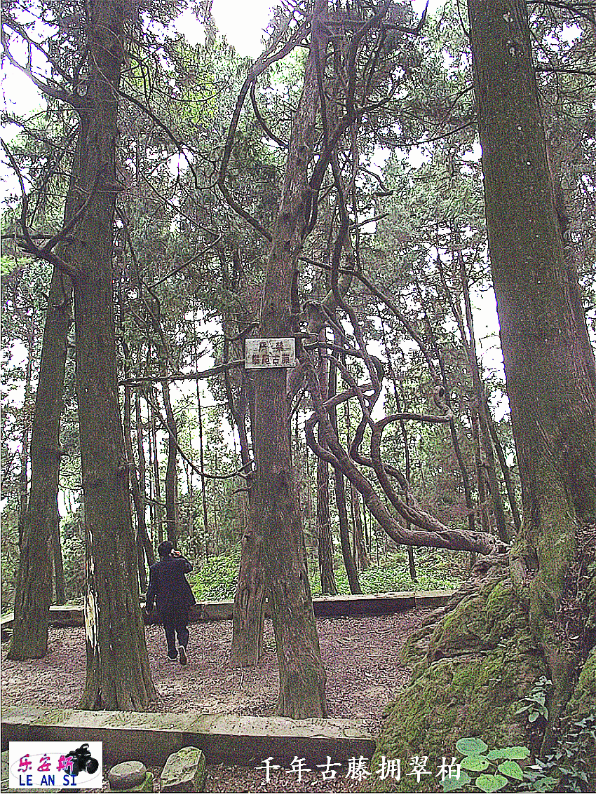 DSCF9330__conew1.gif