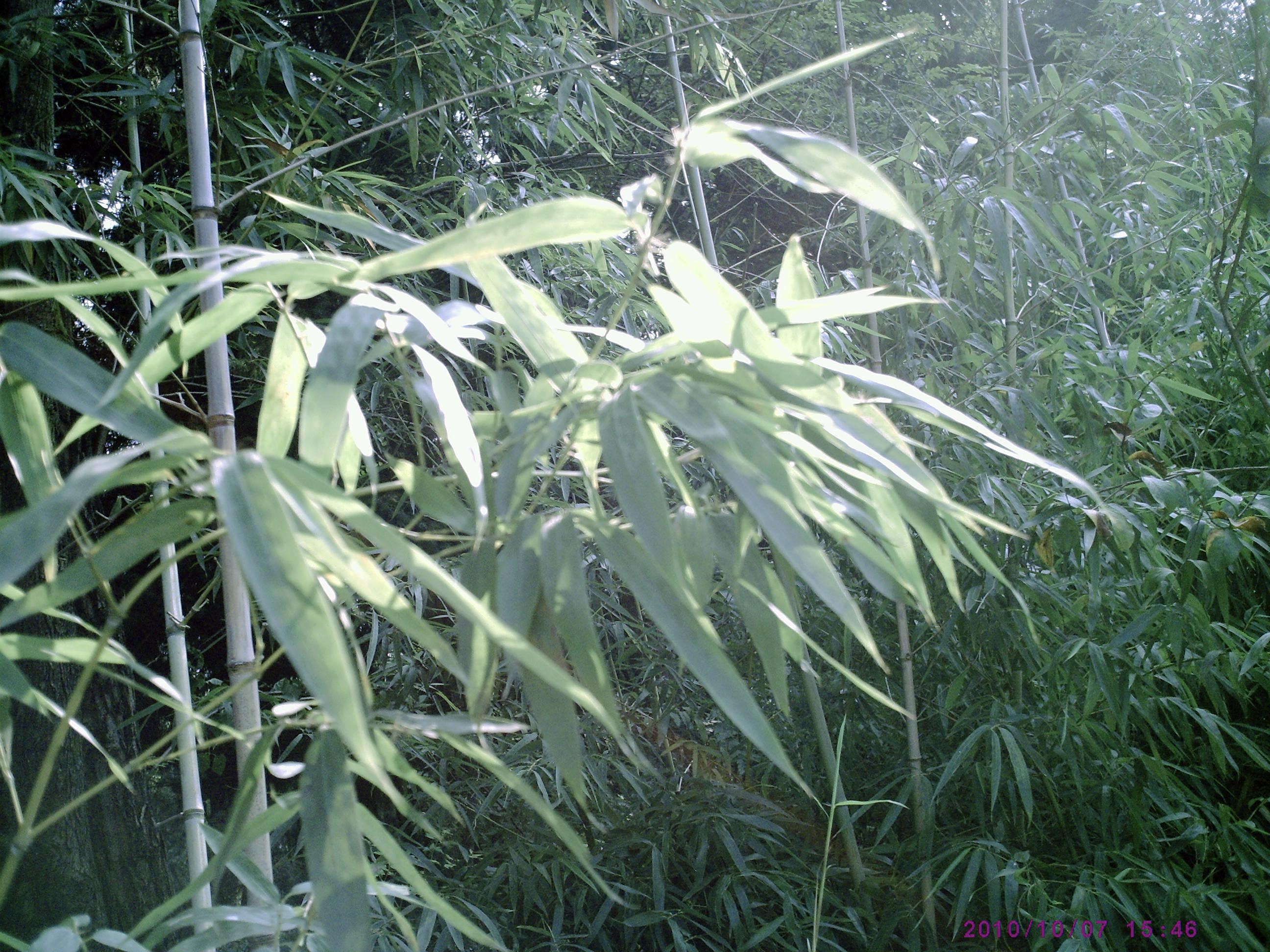 PIC00003.JPG