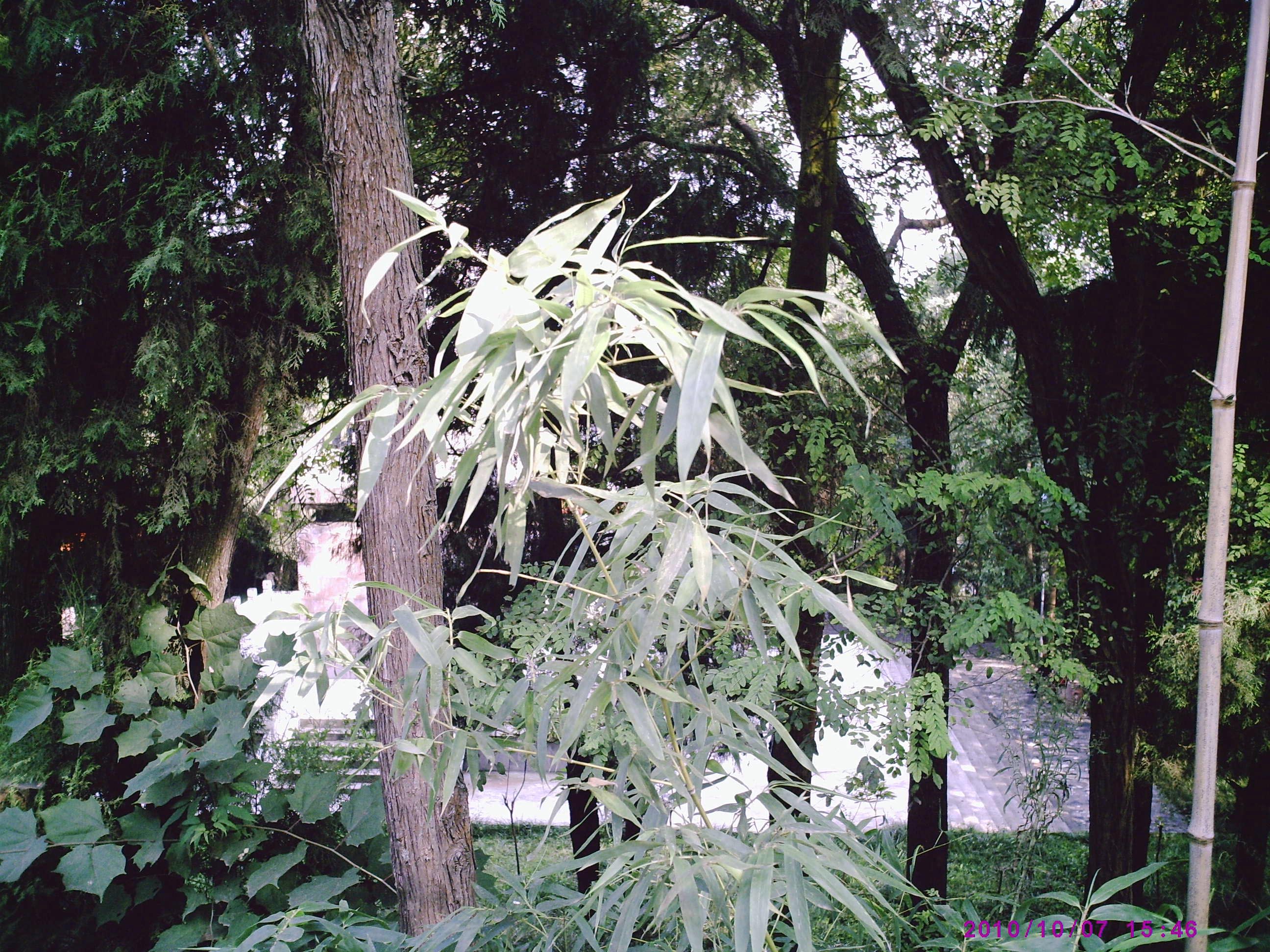 PIC00004.JPG