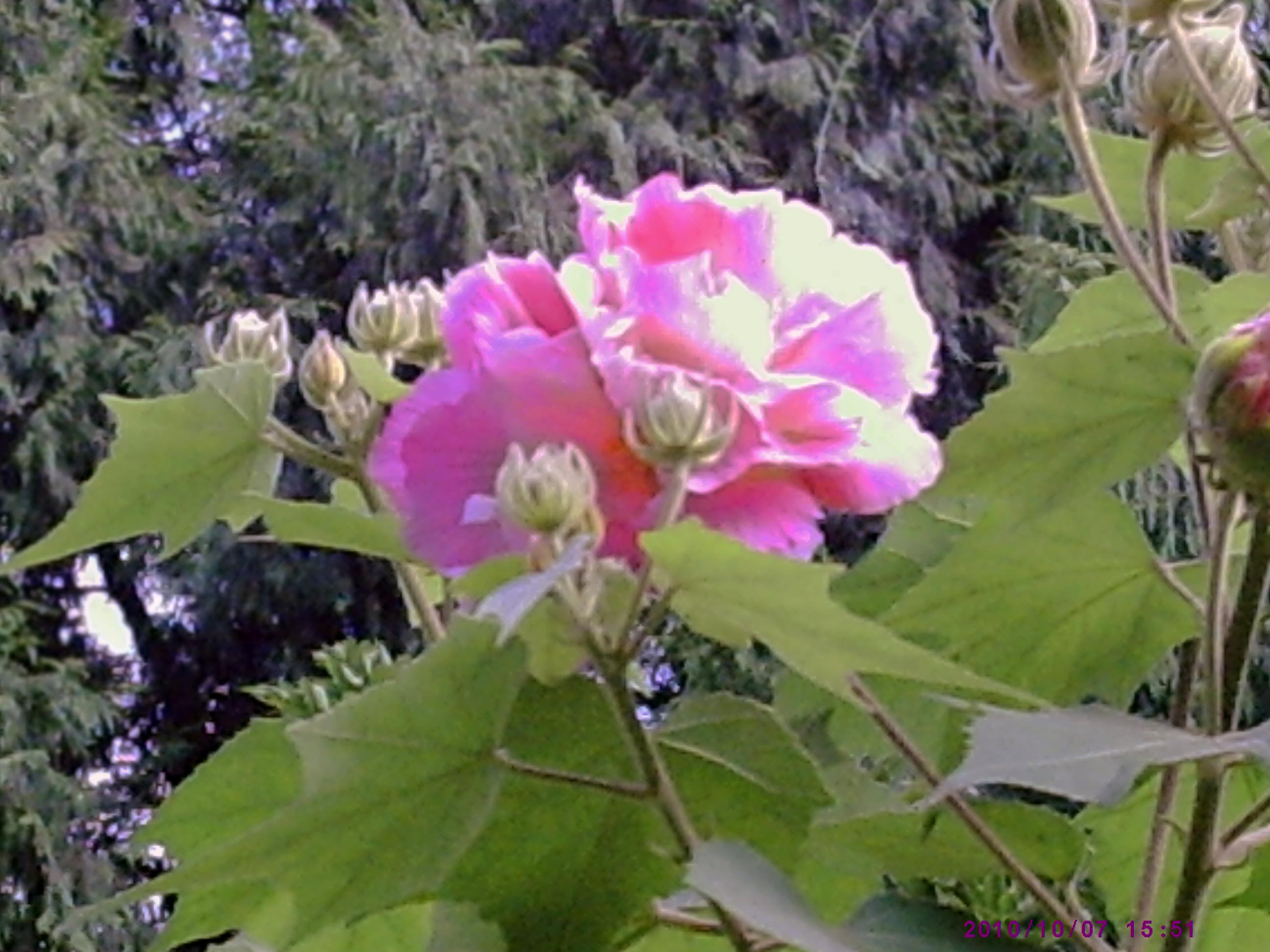 PIC00008.JPG