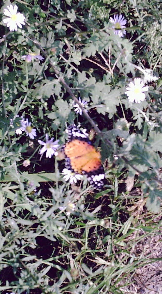 PIC00009.JPG