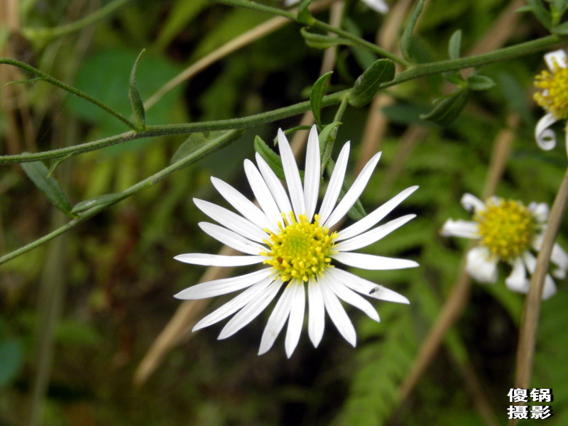DSCN8366.jpg