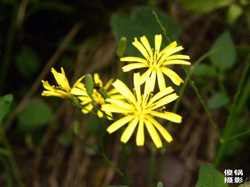 DSCN8463.jpg