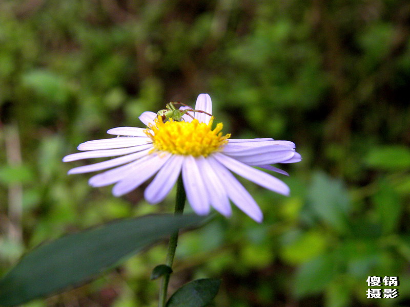 DSCN8452.jpg