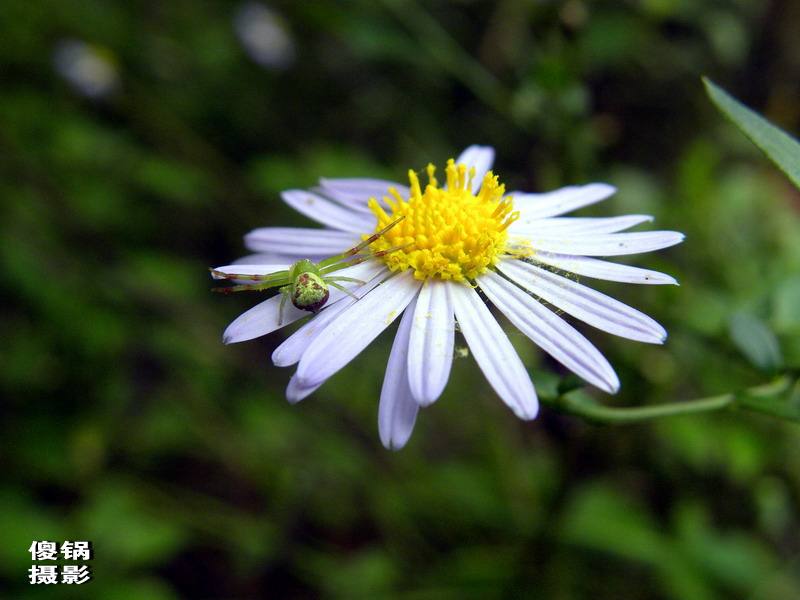 DSCN8454.jpg