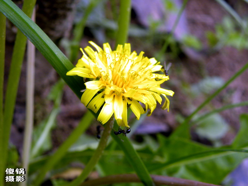 DSCN8411.jpg