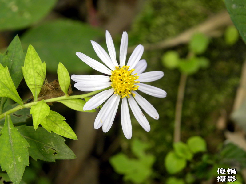 DSCN8416.jpg