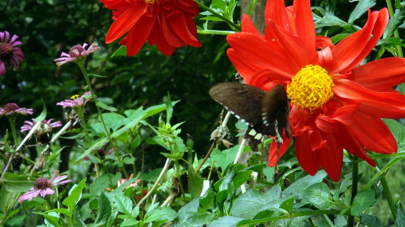 DSC01487.JPG