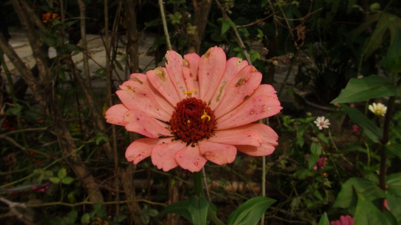 DSC01450.JPG