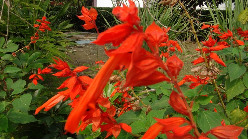 DSC01473.JPG