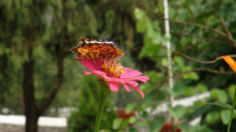 DSC01477.JPG