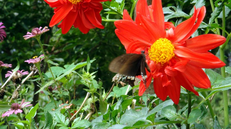 DSC01490.JPG