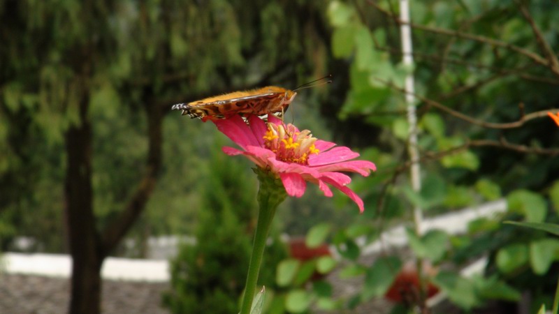 DSC01476.JPG