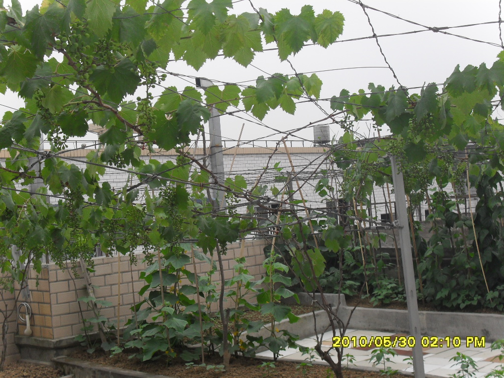 SDC12891.JPG