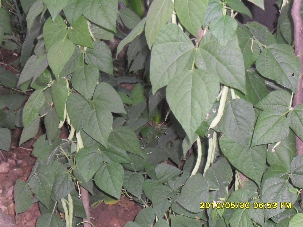 SDC12954.JPG