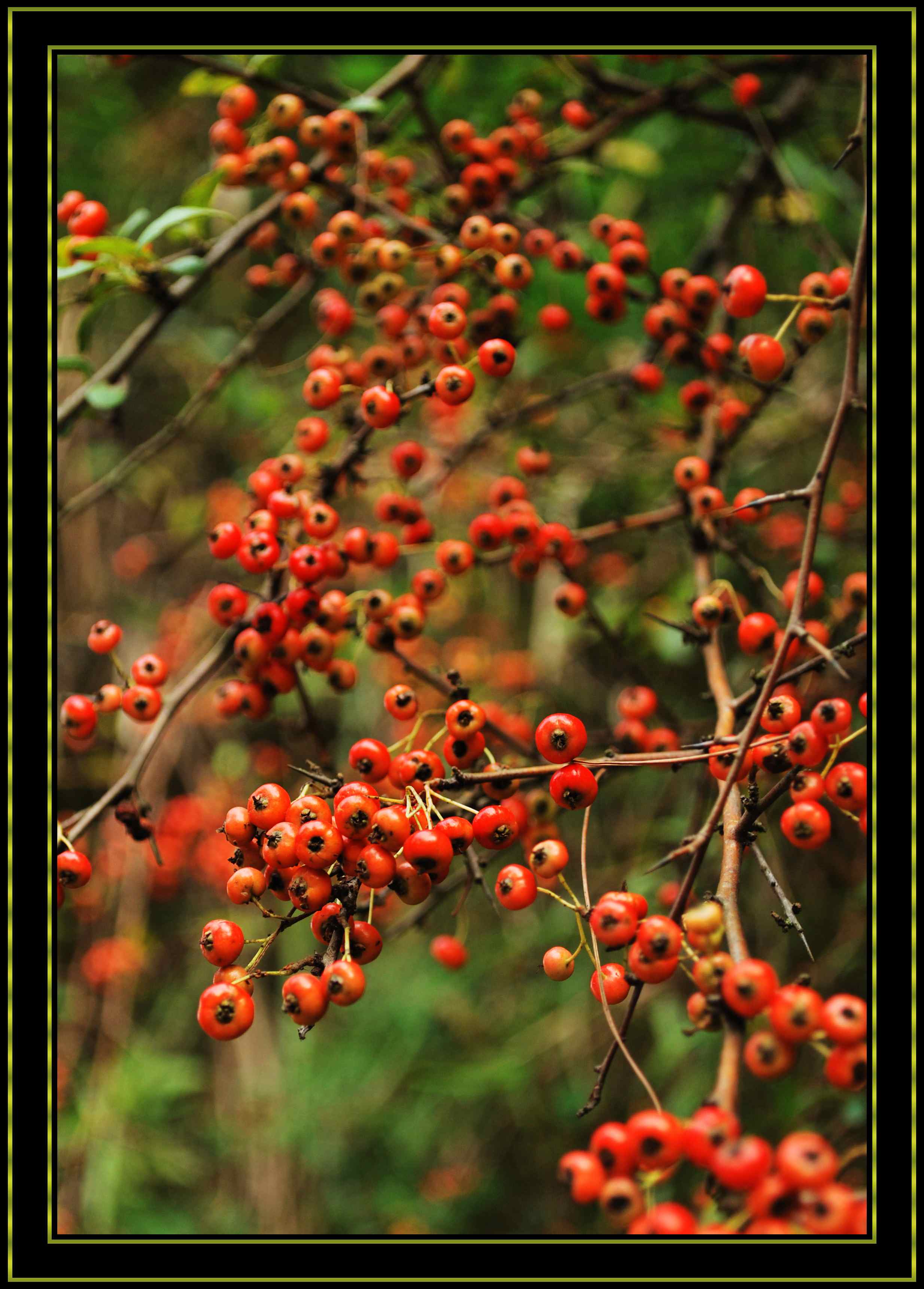 DSC_0954.jpg
