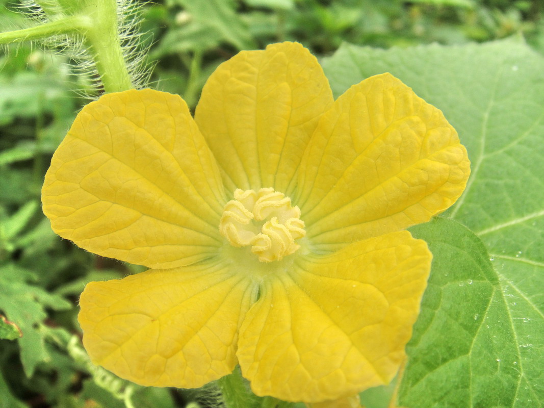 生长在countr的黄色南瓜开花锋利和清晰视界 库存图片. 图片 包括有 庭院, 增长, 自然, 开花的 - 121280133