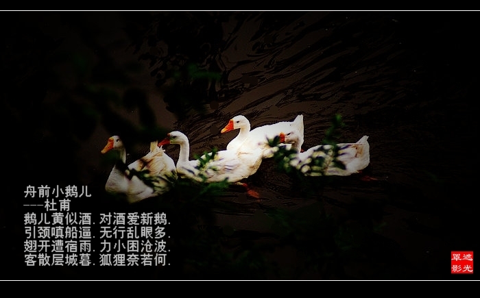 DSC07252.jpg